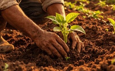 Como fazer um contrato de arrendamento de terra em área rural?